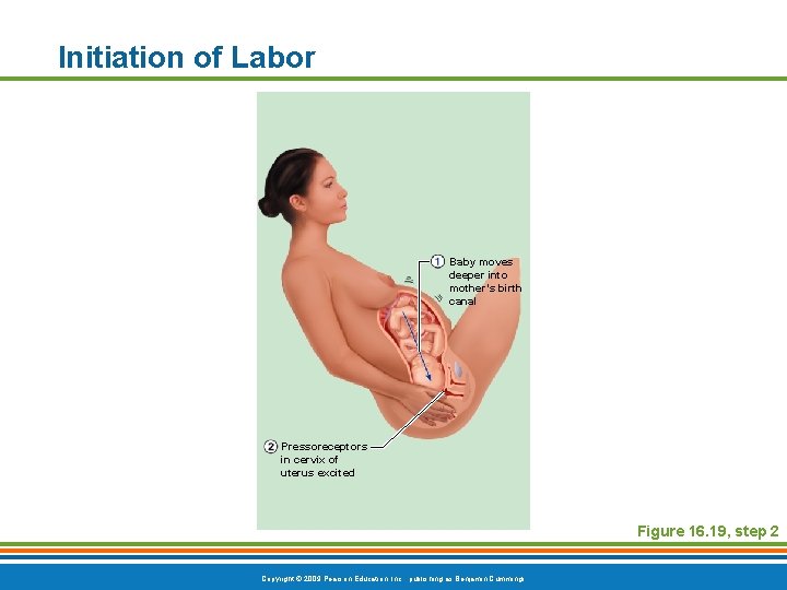 Initiation of Labor Baby moves deeper into mother’s birth canal Pressoreceptors in cervix of