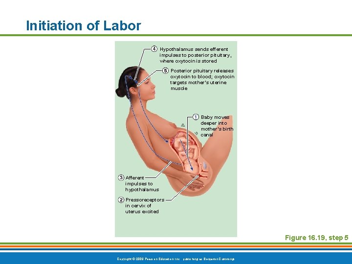 Initiation of Labor Hypothalamus sends efferent impulses to posterior pituitary, where oxytocin is stored