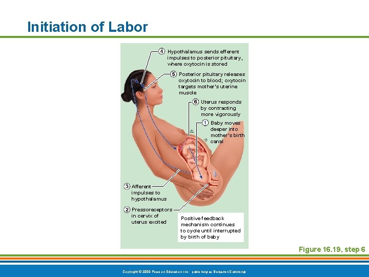 Initiation of Labor Hypothalamus sends efferent impulses to posterior pituitary, where oxytocin is stored