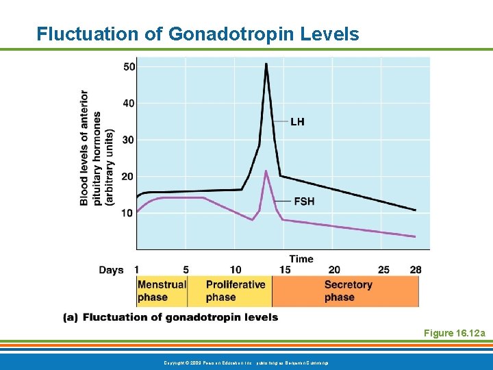 Fluctuation of Gonadotropin Levels Figure 16. 12 a Copyright © 2009 Pearson Education, Inc.