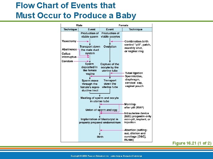 Flow Chart of Events that Must Occur to Produce a Baby Figure 16. 21