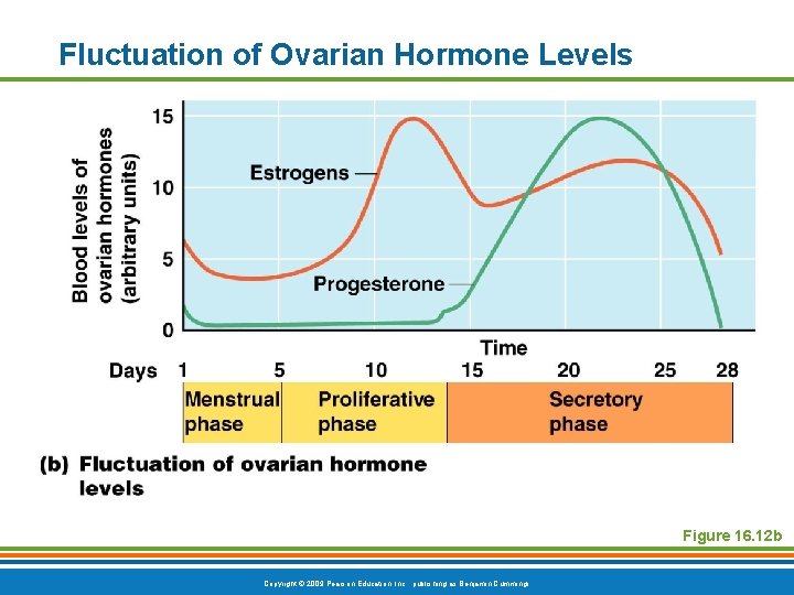 Fluctuation of Ovarian Hormone Levels Figure 16. 12 b Copyright © 2009 Pearson Education,
