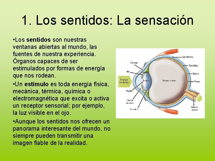 1. Los sentidos: La sensación • Los sentidos son nuestras ventanas abiertas al mundo,