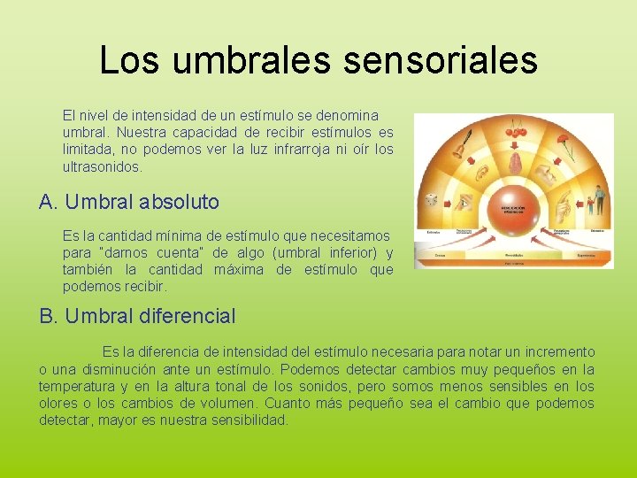 Los umbrales sensoriales El nivel de intensidad de un estímulo se denomina umbral. Nuestra