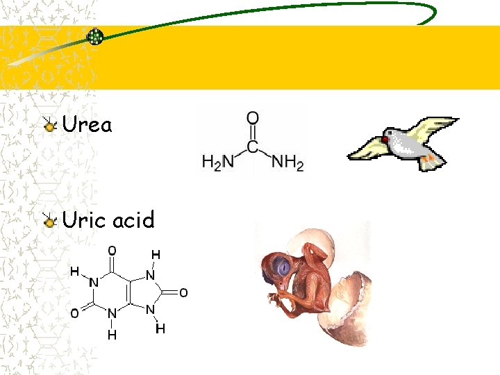 Urea Uric acid 