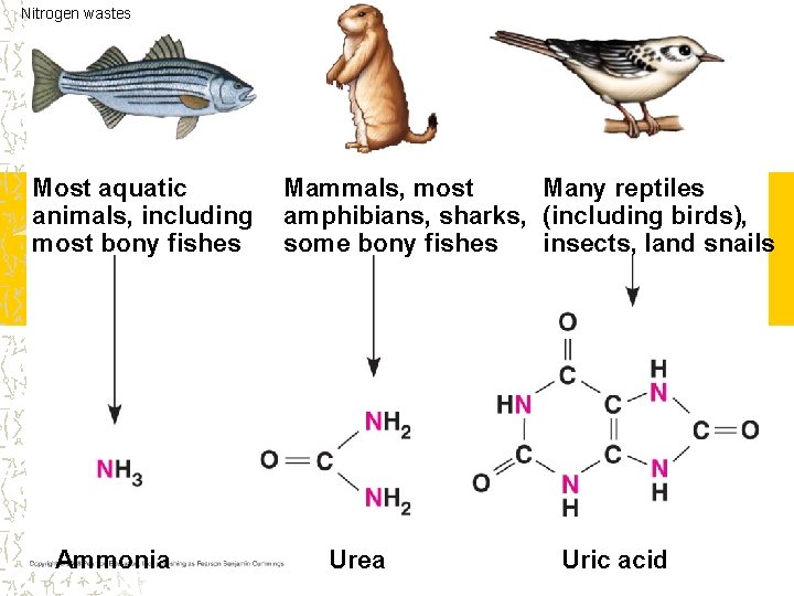 Nitrogen wastes Most aquatic animals, including most bony fishes Ammonia Many reptiles Mammals, most