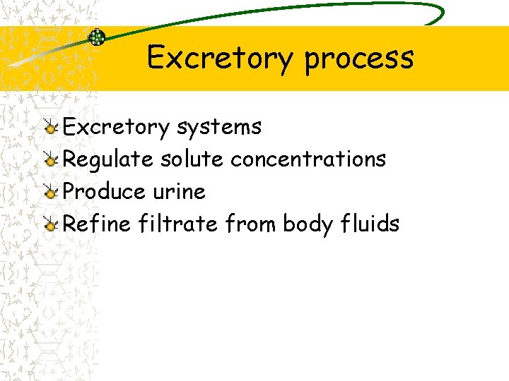 Excretory process Excretory systems Regulate solute concentrations Produce urine Refine filtrate from body fluids