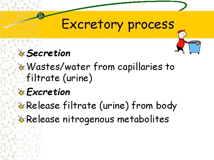 Excretory process Secretion Wastes/water from capillaries to filtrate (urine) Excretion Release filtrate (urine) from