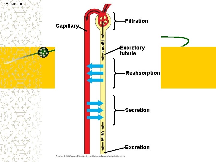 Excretion Filtration Capillary Filtrate Excretory tubule Reabsorption Secretion Urine Excretion 