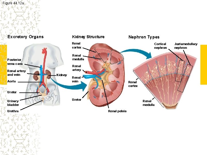 Figure 44. 12 a Excretory Organs Kidney Structure Nephron Types Renal cortex Renal medulla
