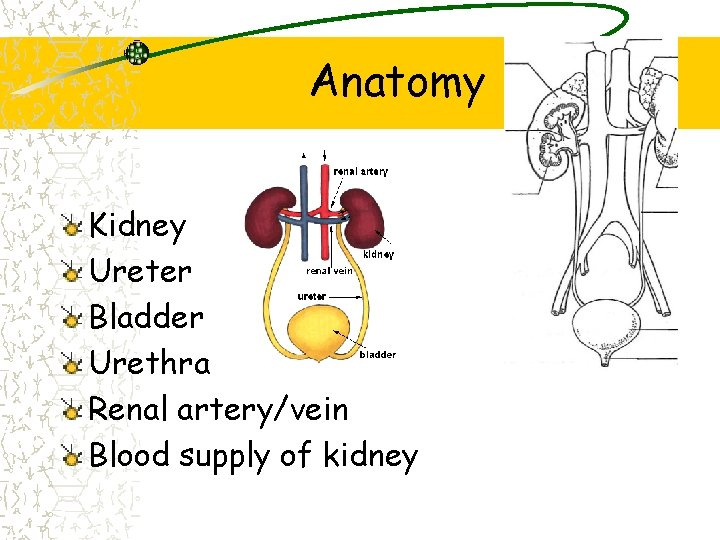 Anatomy Kidney Ureter Bladder Urethra Renal artery/vein Blood supply of kidney 