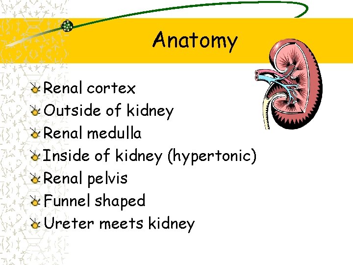 Anatomy Renal cortex Outside of kidney Renal medulla Inside of kidney (hypertonic) Renal pelvis
