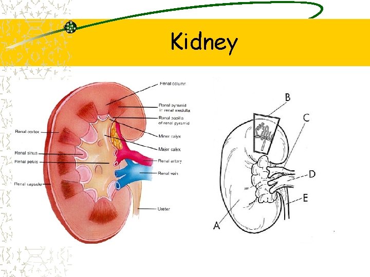 Kidney 