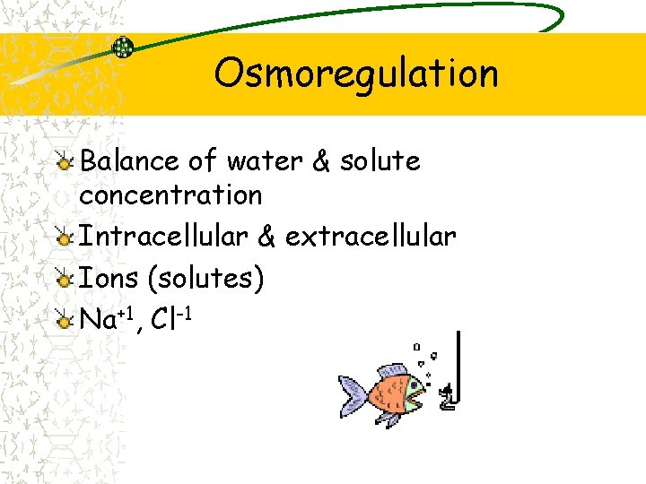 Osmoregulation Balance of water & solute concentration Intracellular & extracellular Ions (solutes) Na+1, Cl-1