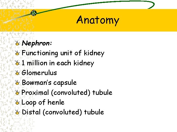Anatomy Nephron: Functioning unit of kidney 1 million in each kidney Glomerulus Bowman’s capsule