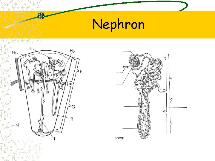Nephron 