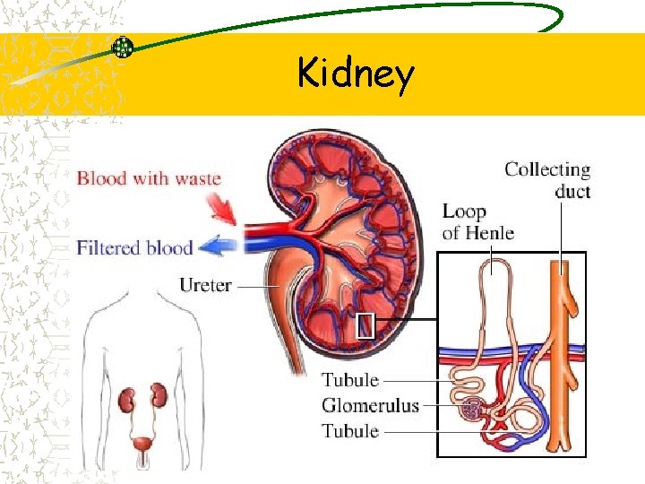 Kidney 