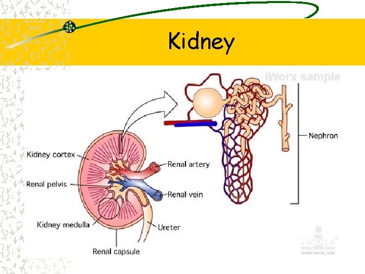 Kidney 