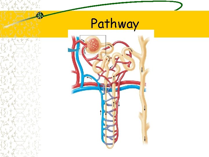 Pathway 