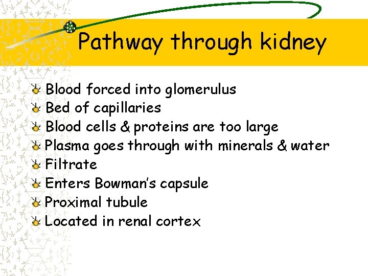 Pathway through kidney Blood forced into glomerulus Bed of capillaries Blood cells & proteins