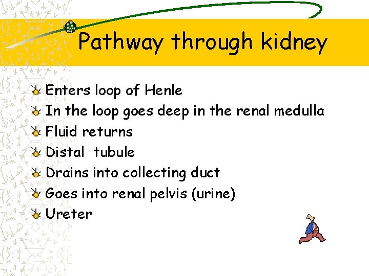 Pathway through kidney Enters loop of Henle In the loop goes deep in the