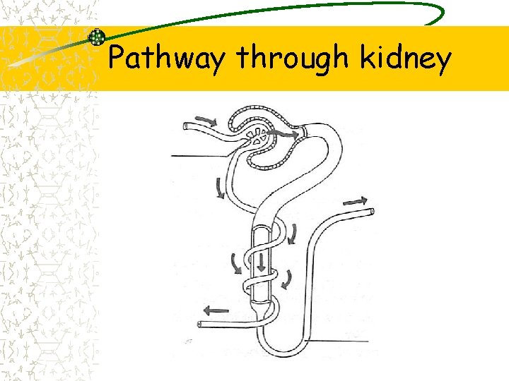 Pathway through kidney 