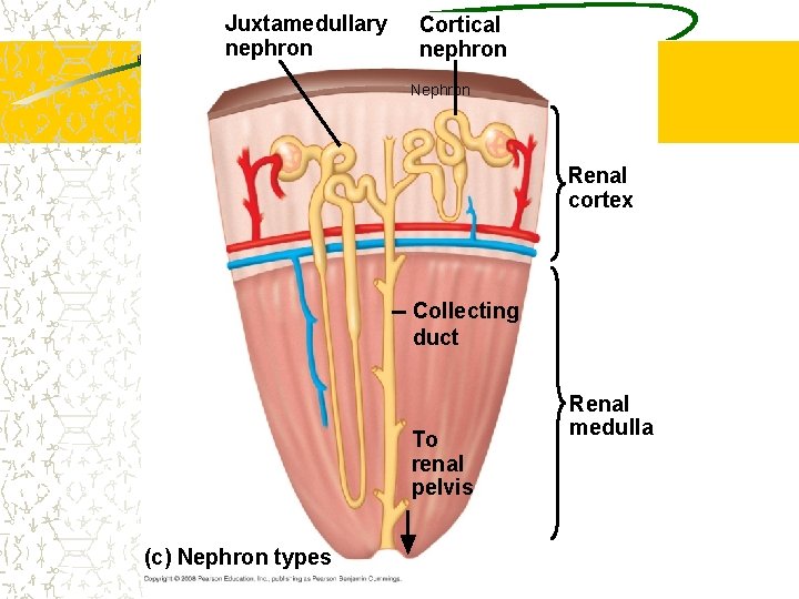 Juxtamedullary nephron Cortical nephron Nephron Renal cortex Collecting duct To renal pelvis (c) Nephron