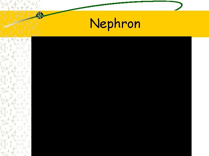 Nephron 