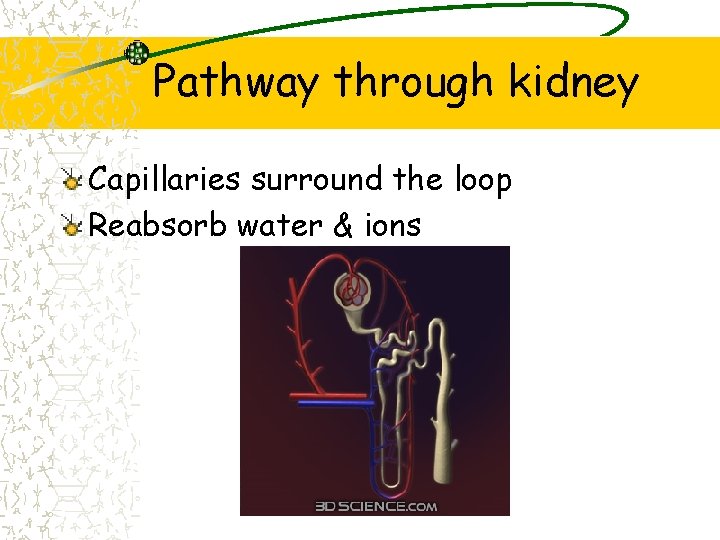 Pathway through kidney Capillaries surround the loop Reabsorb water & ions 