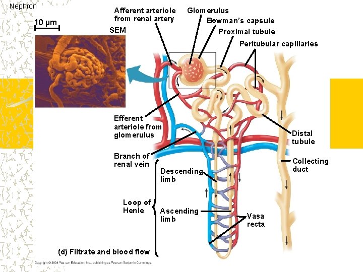 Nephron 10 µm Afferent arteriole from renal artery SEM Glomerulus Bowman’s capsule Proximal tubule