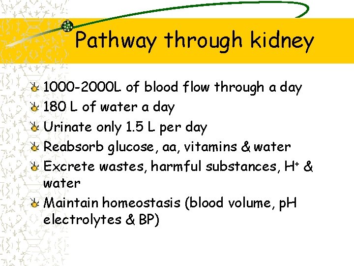 Pathway through kidney 1000 -2000 L of blood flow through a day 180 L