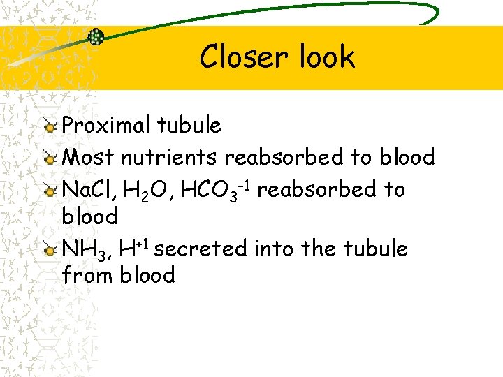 Closer look Proximal tubule Most nutrients reabsorbed to blood Na. Cl, H 2 O,