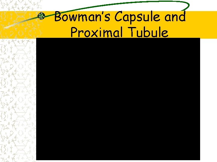 Bowman’s Capsule and Proximal Tubule 