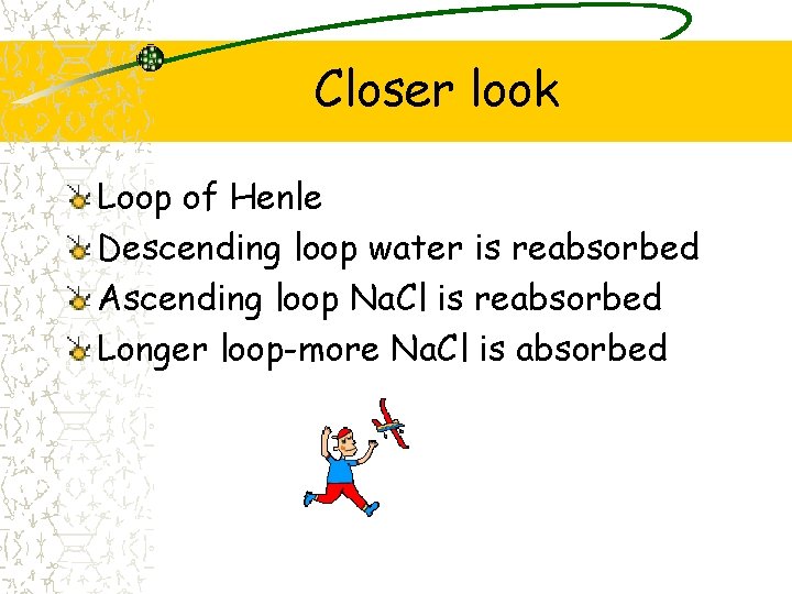 Closer look Loop of Henle Descending loop water is reabsorbed Ascending loop Na. Cl