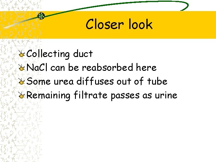 Closer look Collecting duct Na. Cl can be reabsorbed here Some urea diffuses out