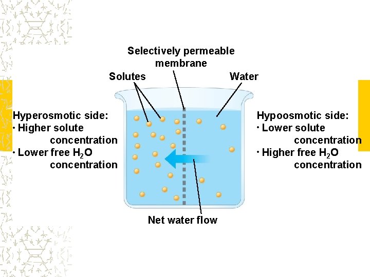 Selectively permeable membrane Solutes Water Hypoosmotic side: • Lower solute concentration • Higher free