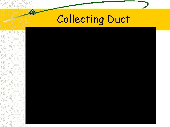 Collecting Duct 