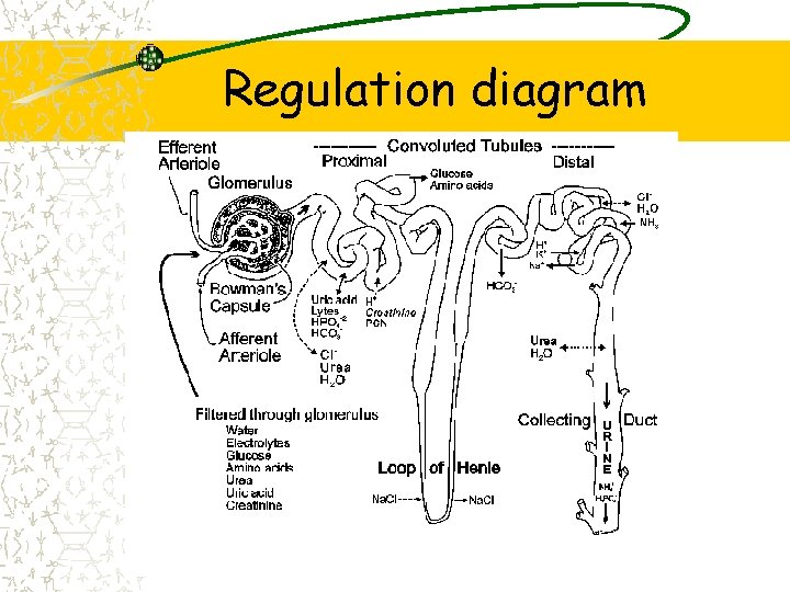 Regulation diagram 