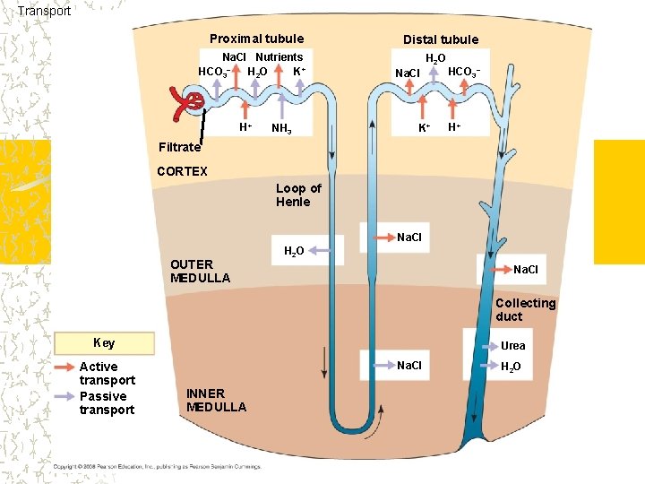 Transport Proximal tubule Na. Cl Nutrients HCO 3– H 2 O K+ H+ NH
