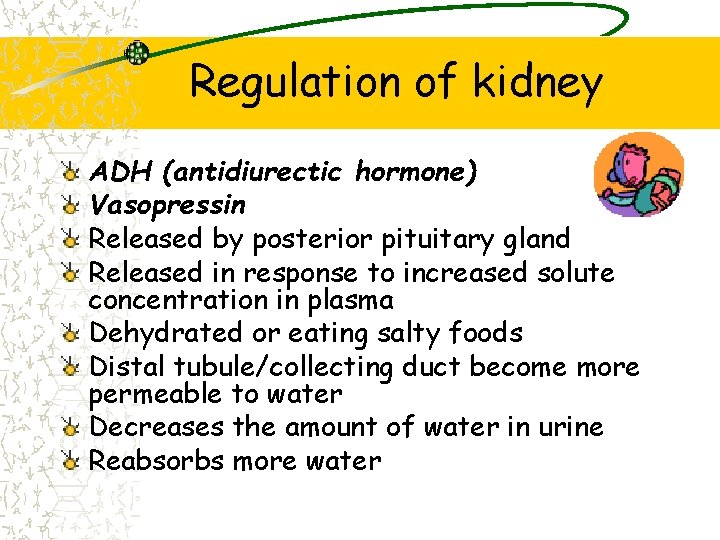 Regulation of kidney ADH (antidiurectic hormone) Vasopressin Released by posterior pituitary gland Released in
