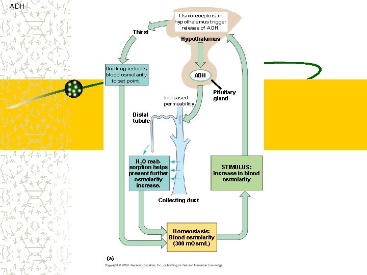 ADH Osmoreceptors in hypothalamus trigger release of ADH. Thirst Hypothalamus Drinking reduces blood osmolarity