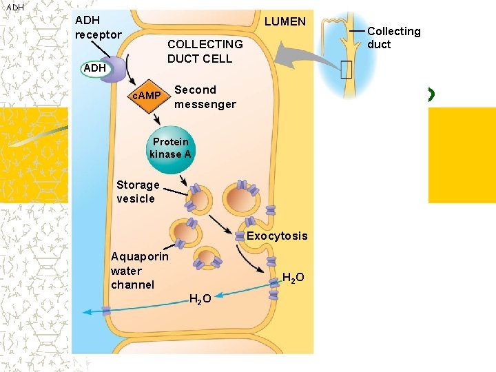 ADH receptor LUMEN COLLECTING DUCT CELL ADH c. AMP Second messenger Protein kinase A