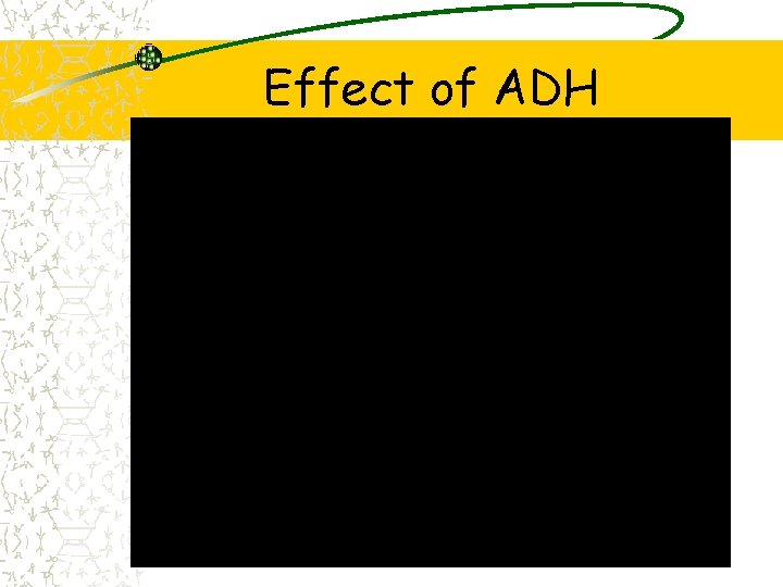 Effect of ADH 