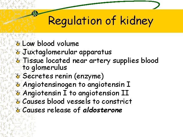 Regulation of kidney Low blood volume Juxtaglomerular apparatus Tissue located near artery supplies blood
