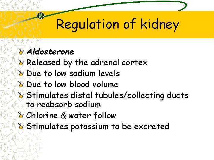 Regulation of kidney Aldosterone Released by the adrenal cortex Due to low sodium levels
