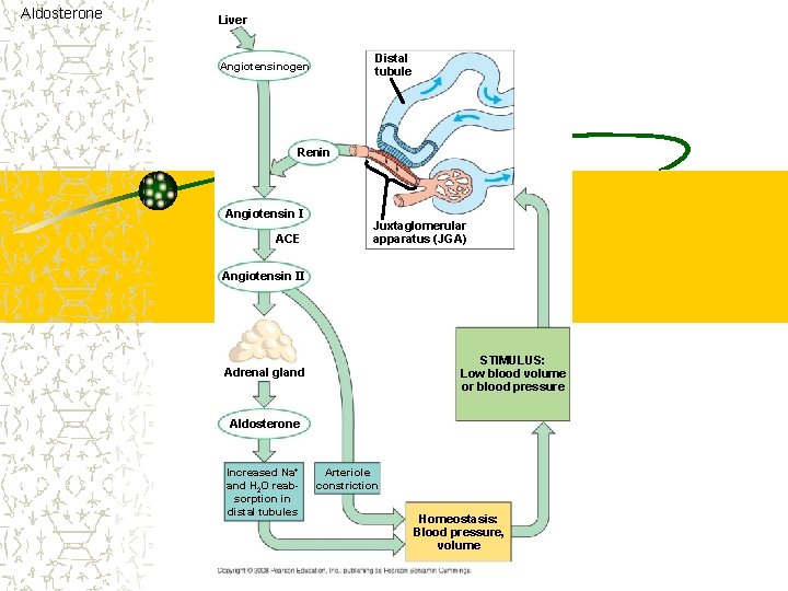 Aldosterone Liver Distal tubule Angiotensinogen Renin Angiotensin I ACE Juxtaglomerular apparatus (JGA) Angiotensin II