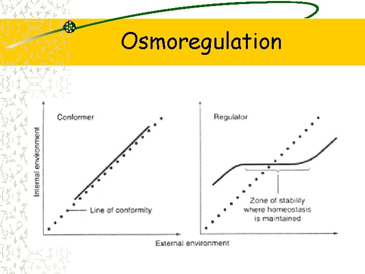 Osmoregulation 