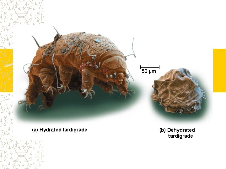 50 µm (a) Hydrated tardigrade (b) Dehydrated tardigrade 