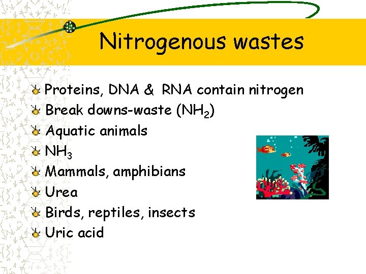 Nitrogenous wastes Proteins, DNA & RNA contain nitrogen Break downs-waste (NH 2) Aquatic animals