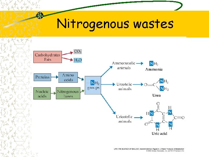 Nitrogenous wastes 